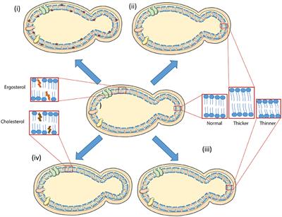 Budding Yeast: An Ideal Backdrop for In vivo Lipid Biochemistry